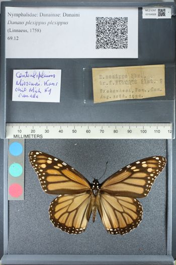 Media type: image;   Entomology 164928